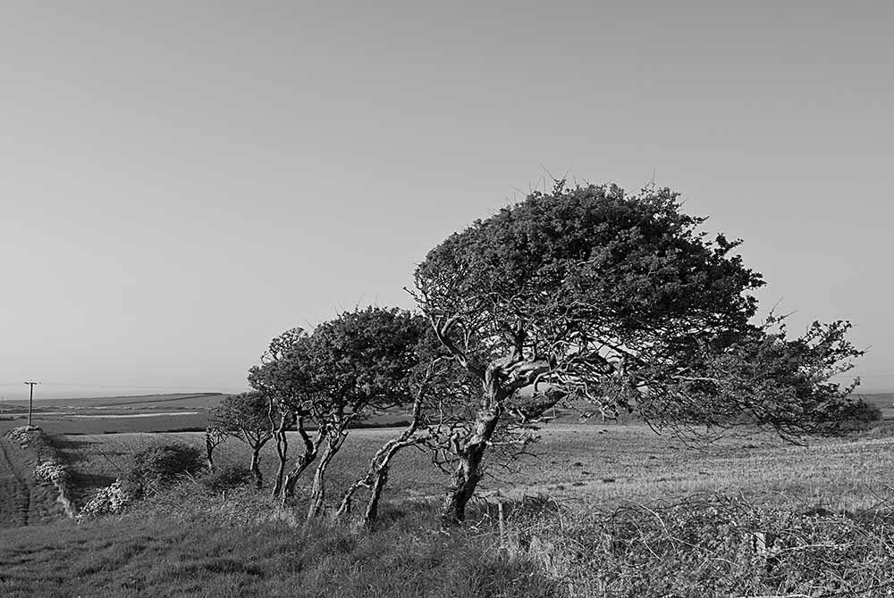 Windblown trees East Yorkshire in black and white