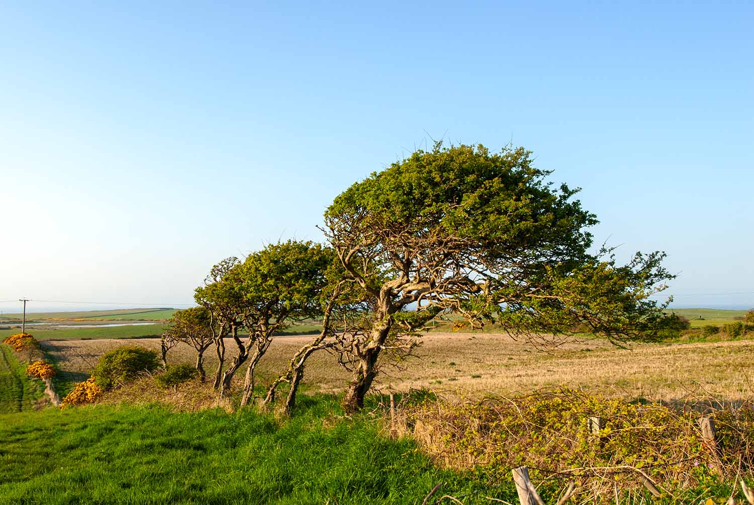 Windblown trees East Yorkshire