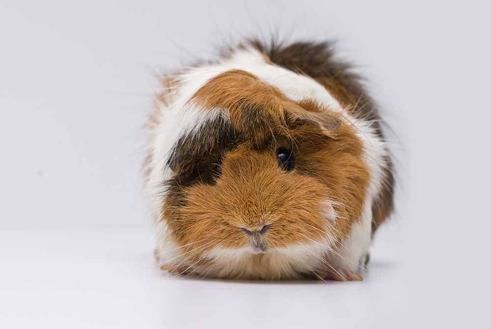 Abyssinian guinea pig with brown, white, and black fur