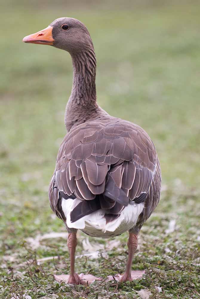 greylag goose