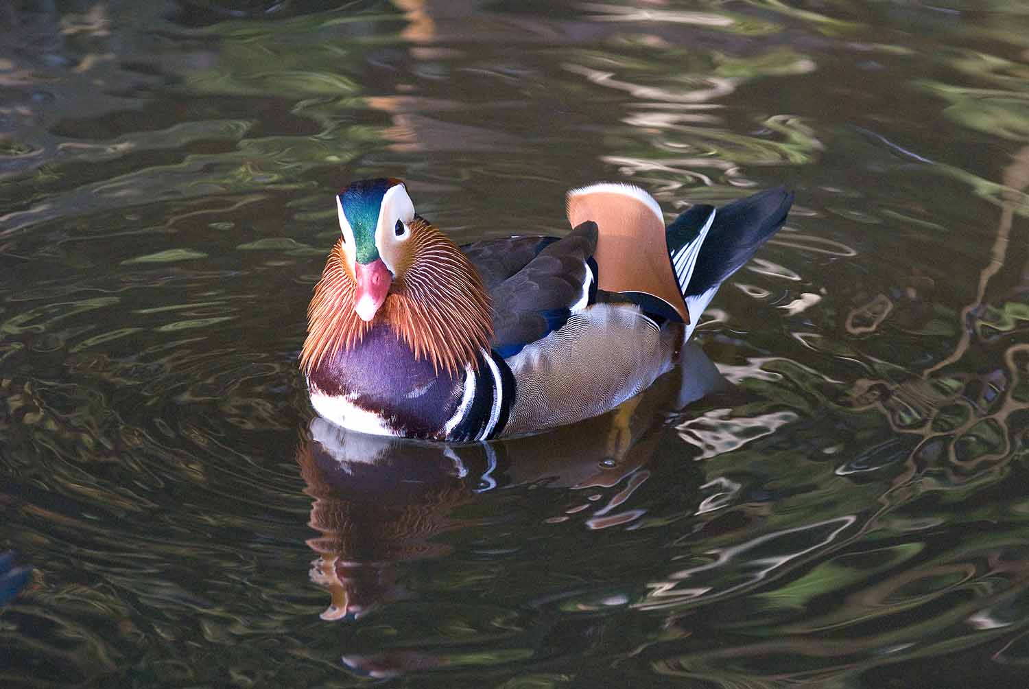 male mandarin duck