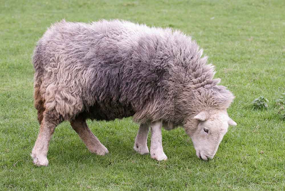 side view of Herdwick eating grass in a field