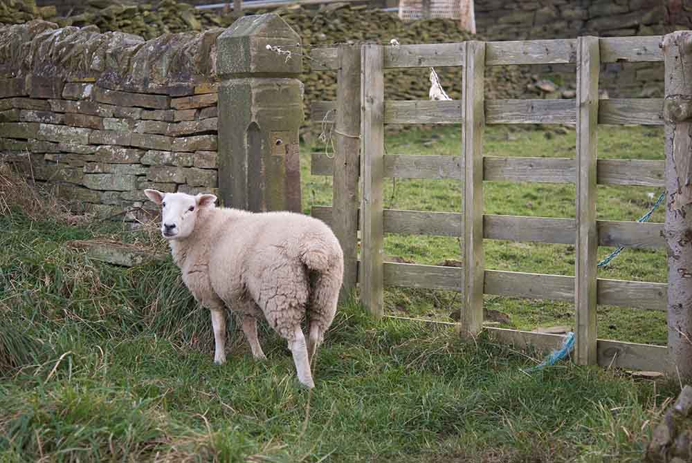 young ewe at Parons Field, Bronte Paronage, Haworth 