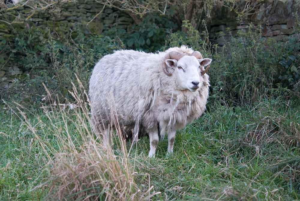 ram in parson field at the Bronte Parsonage in Haworth