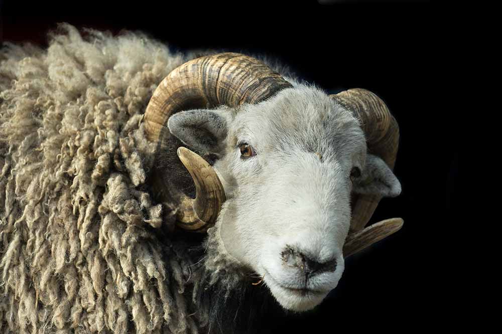 Herdwick ram
