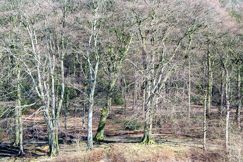 bare branches on trees with a hint of green as spring approaches